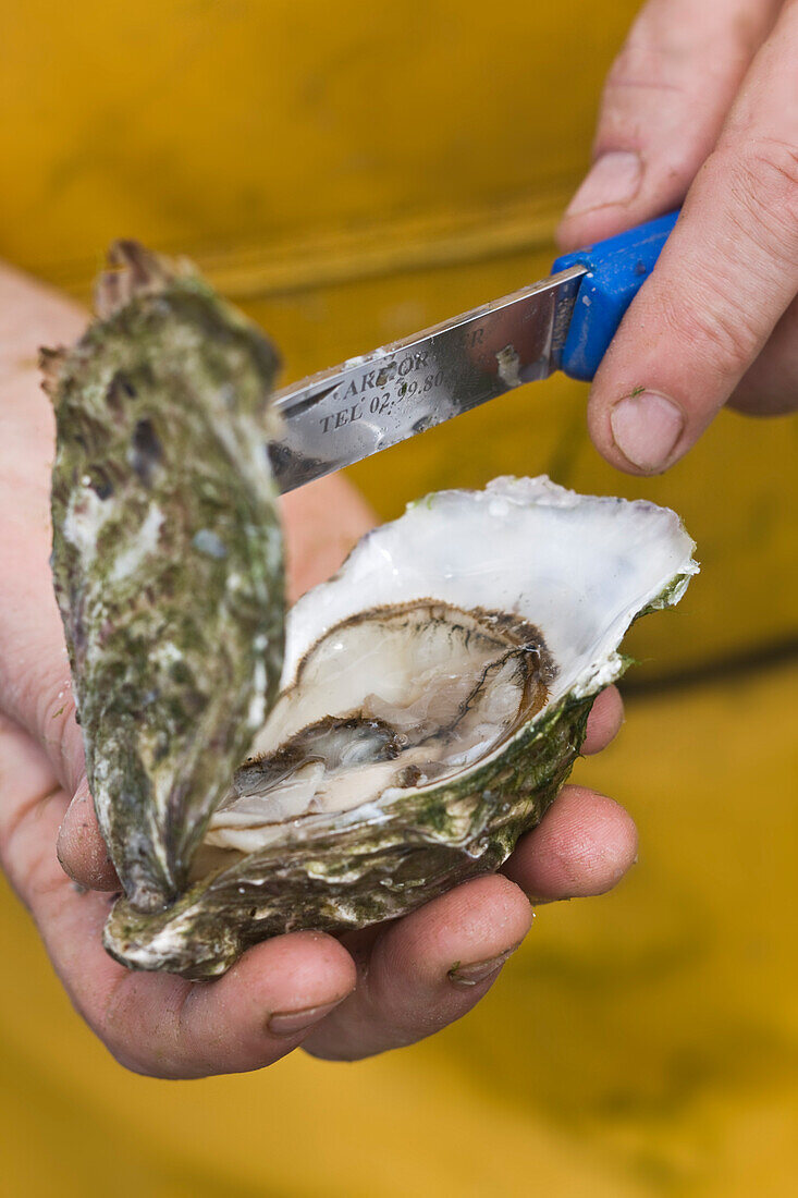 France, Cotes d'Armor, Paimpol, opening an oyster from company Bretagne, Entreprise Andre Arin