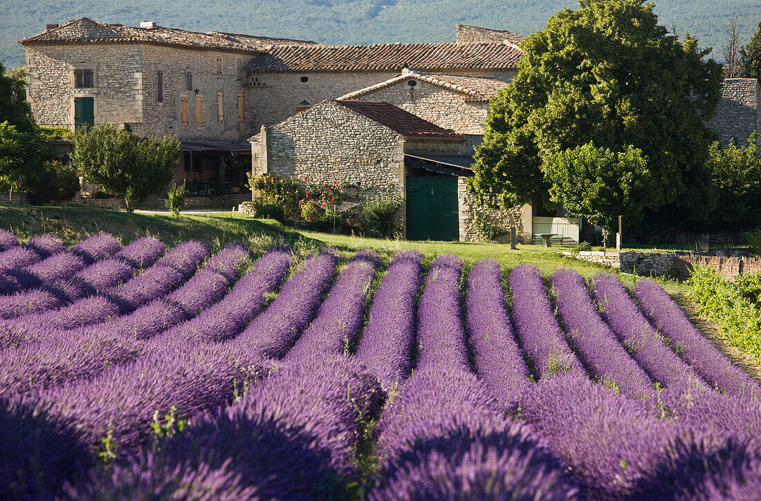 France, Drome, Drome Provencale, near Grignan, lavander field and typical Provencal house