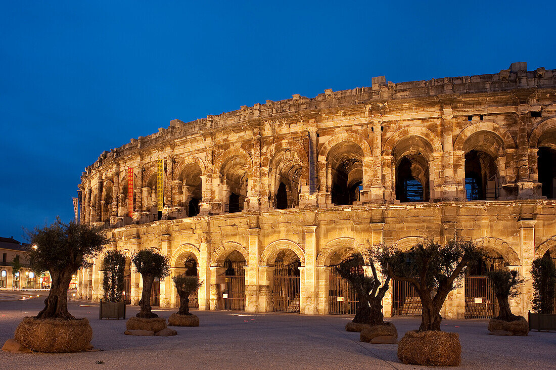 France, Gard, Nimes, Place des Arenes and Olive trees in pots