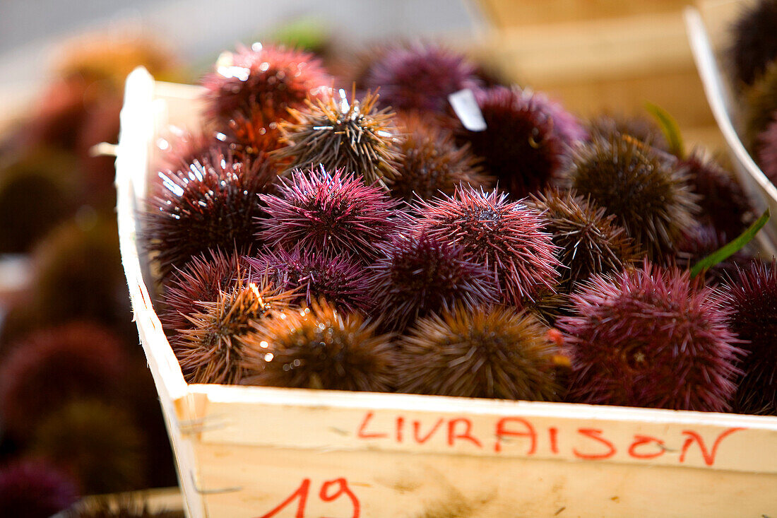 France, Bouches du Rhone, Carry le Rouet, Oursinade, urchin festival in February, urchins
