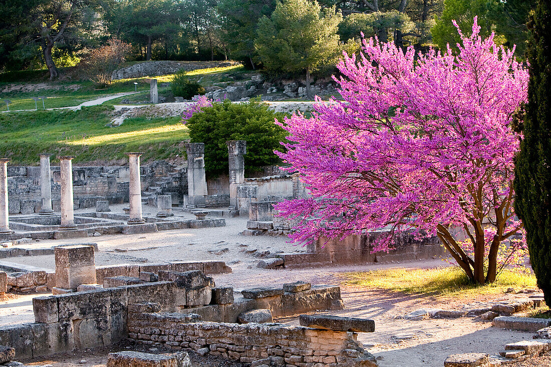 France, Bouches du Rhone, Alpilles, Saint Remy de Provence, excavations of ancient Glanum, Roman city