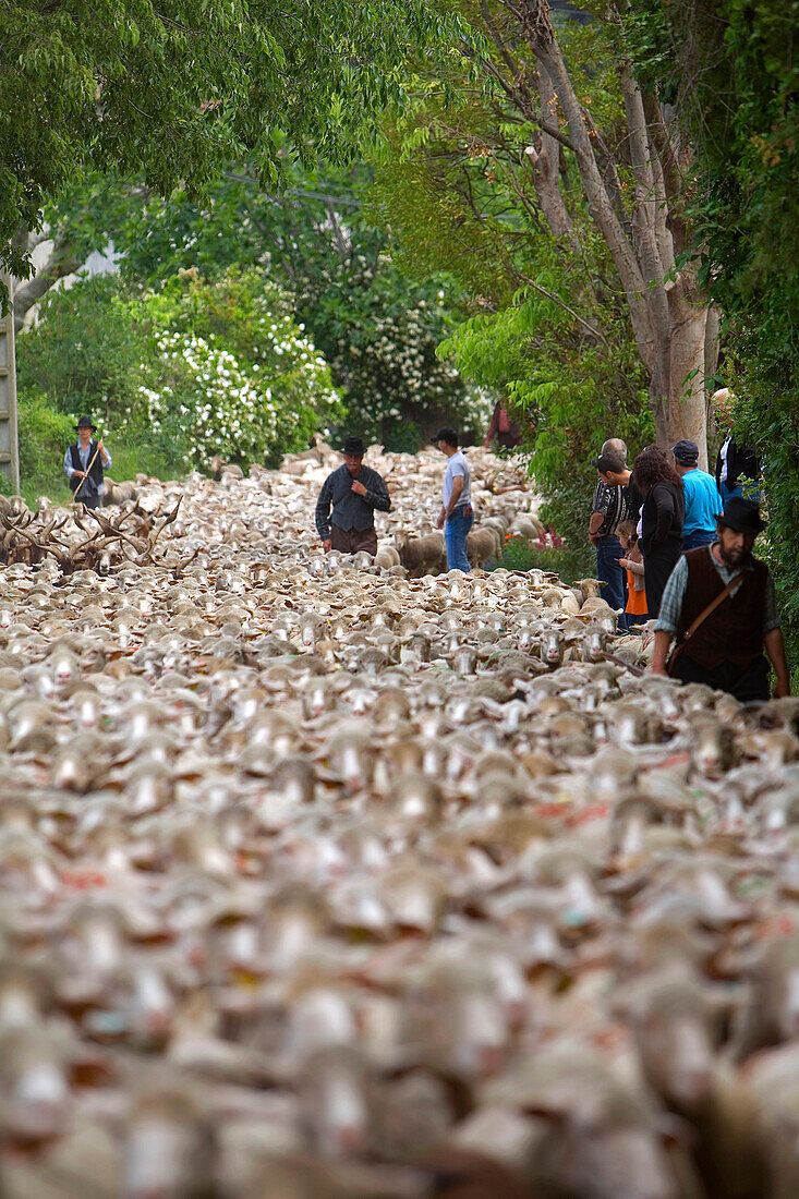 France, Bouches du Rhone, Alpilles, Saint Remy de Provence, Transhumance Festival