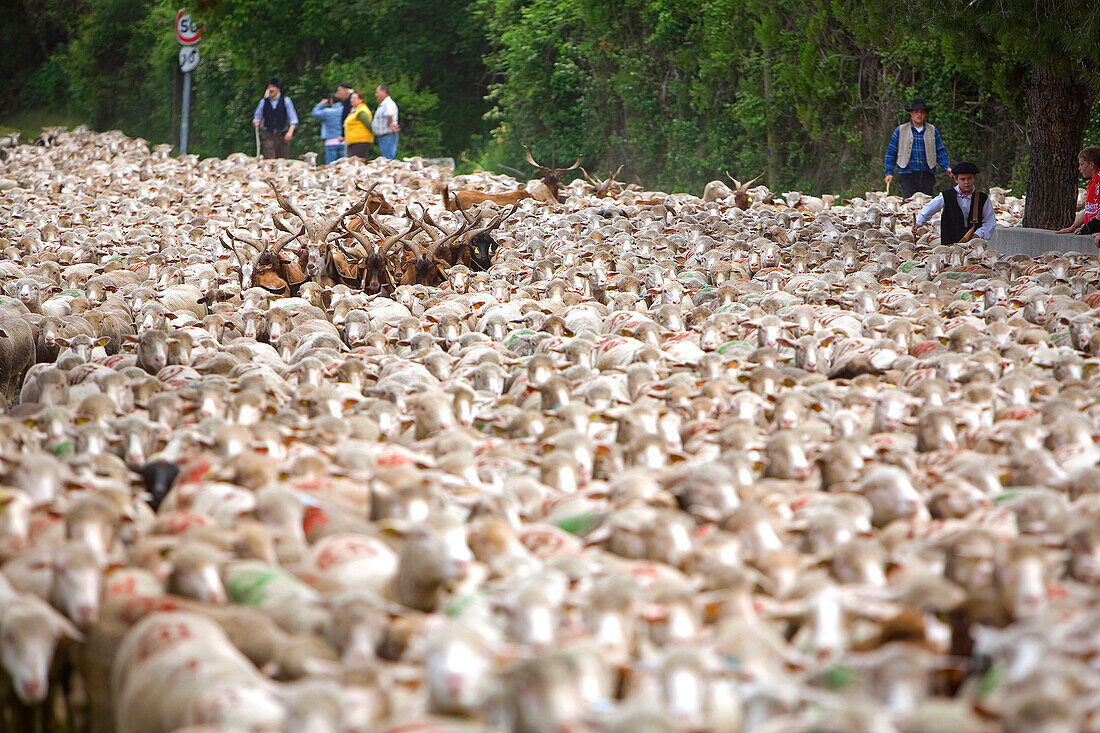 France, Bouches du Rhone, Alpilles, Saint Remy de Provence, Transhumance Festival