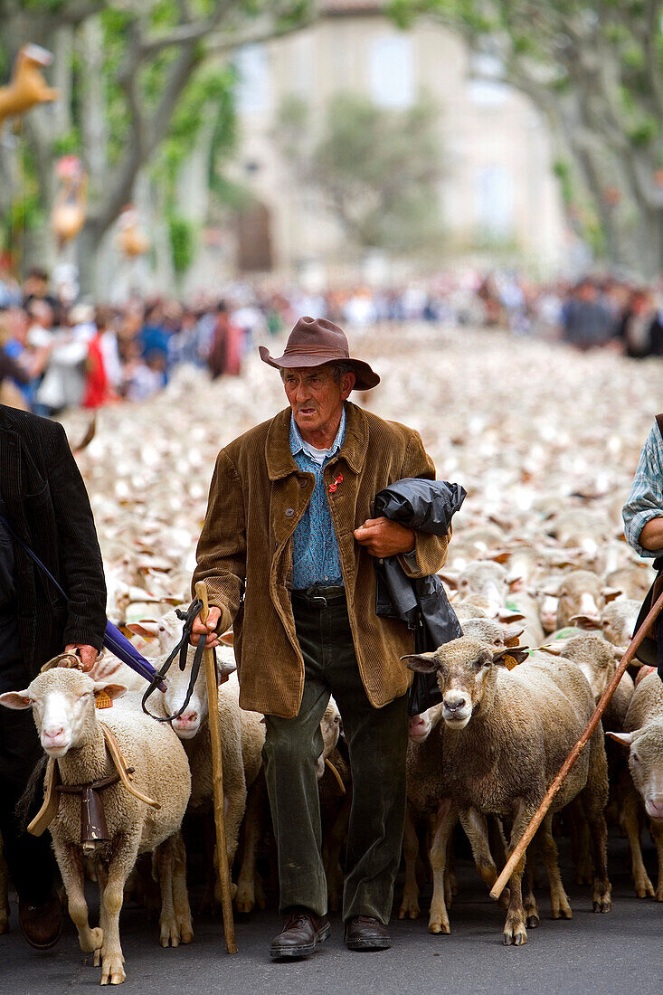 Frankreich, Bouches du Rhone, Alpilles, Saint Remy de Provence, Transhumanz Festival