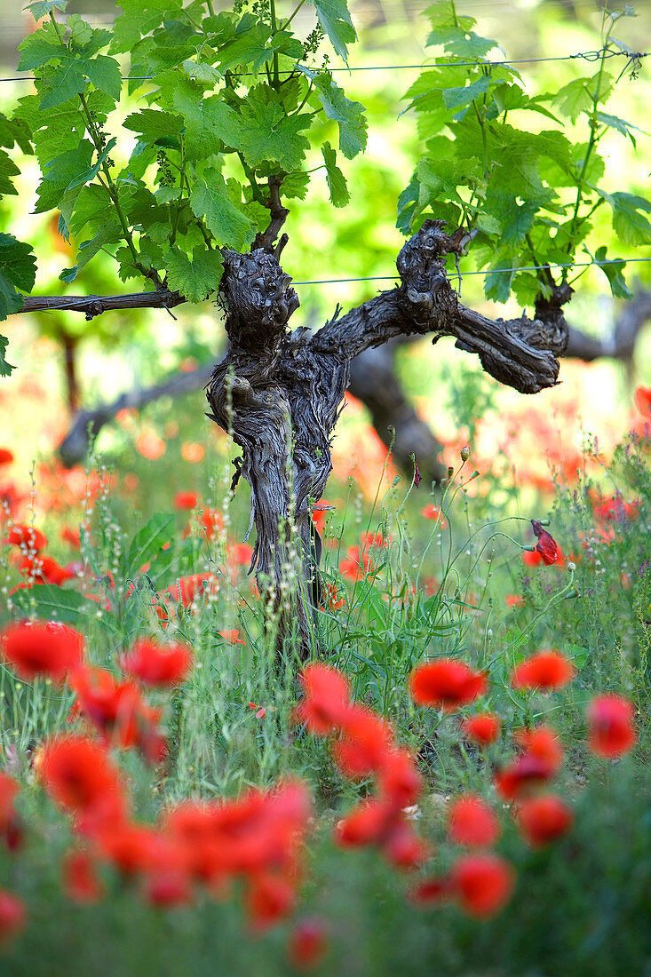 France, Bouches du Rhone, Aix en Provence, Coteaux d'Aix en Provence, vineyard and poppies