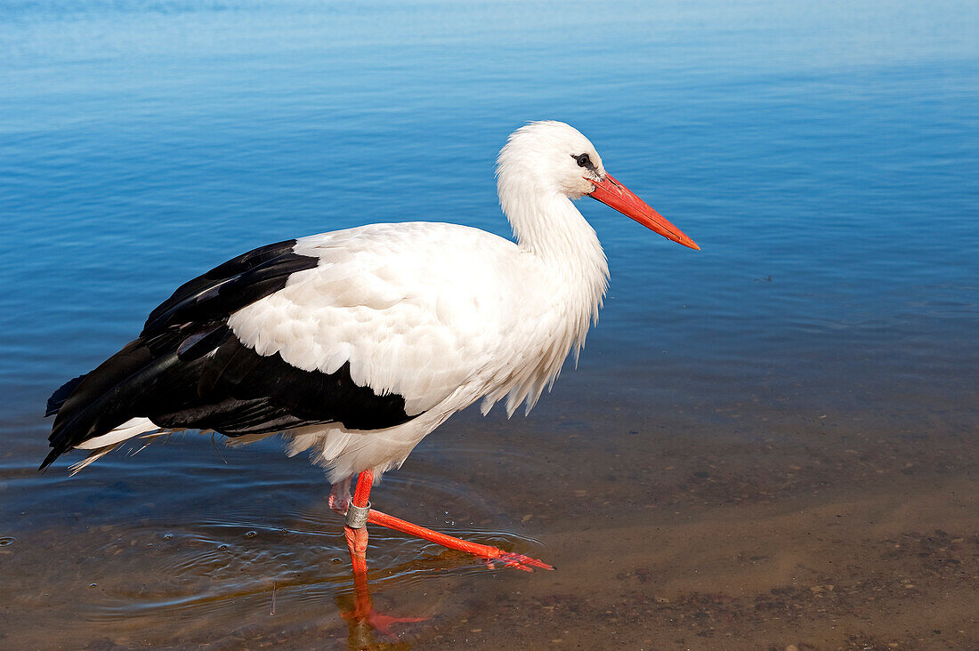 Lithuania (Baltic States), Klaipeda County, Curonian Spit, national park, stork