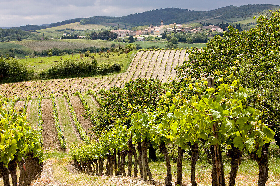 Frankreich, Aude, Alaigne, AOC Malepère Weinberge in Cazes experimentellen Wein Domain