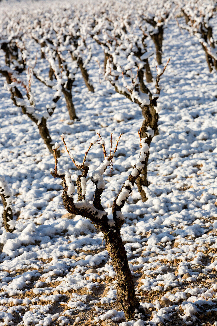 France, Bouches du Rhone, Puyricard, AOC Coteaux d'Aix en Provence vineyards under the snow