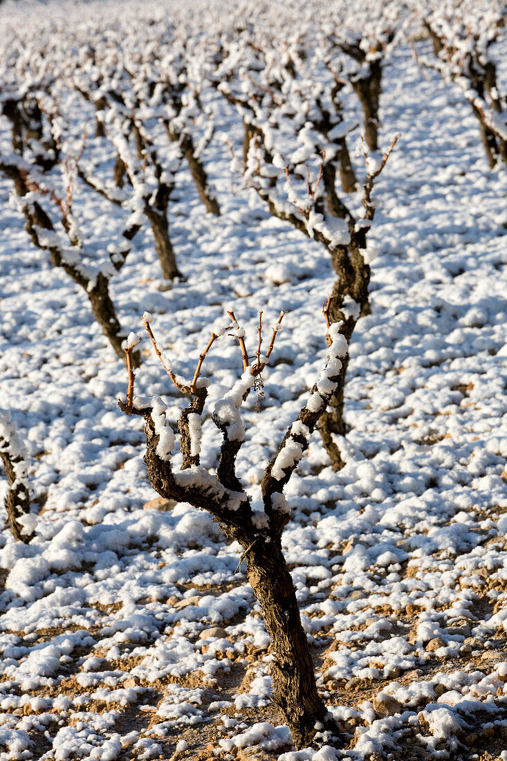 Frankreich, Bouches du Rhone, Puyricard, AOC Coteaux d'Aix-en-Provence Weinberge unter dem Schnee