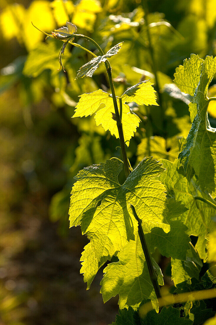 Frankreich, Gironde, Salleboeuf, Bordeaux Weinberg, Erntezyklus von der Rebe, Stamm und Weinblatt im Frühjahr