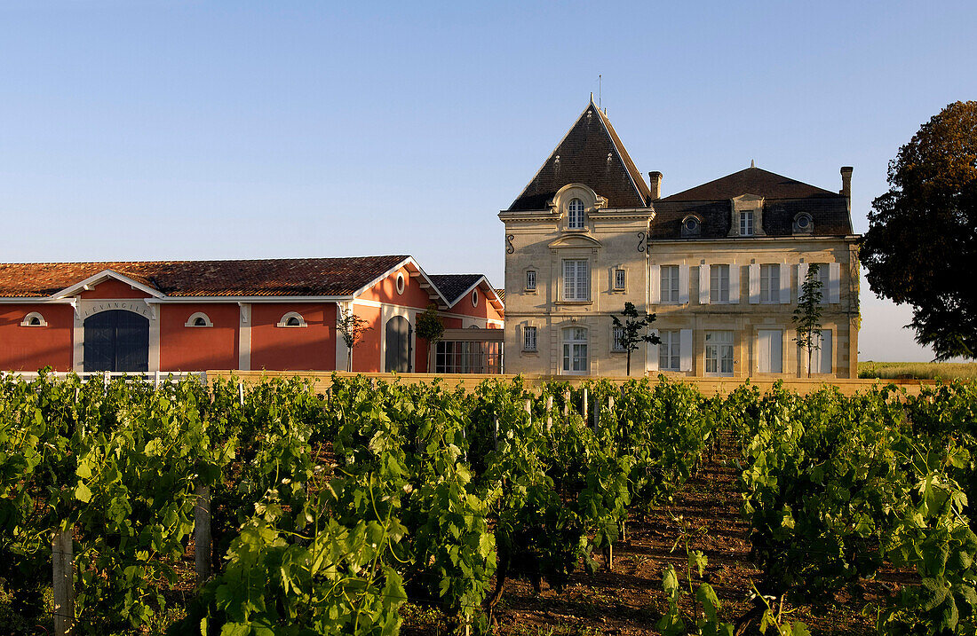 France, Gironde, Pomerol, Bordeaux vineyard, Chateau L'Evangile vine and wine storehouse, AOC Pomerol