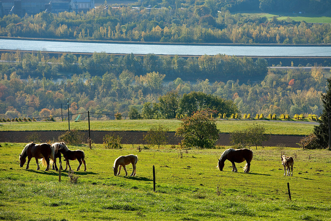 France, Savoie, horses Motz, in the background the Rhone River