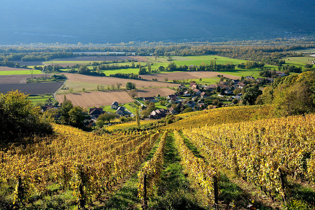 France, Savoie, near Ruffieux, in the background the Rhone River, vineyard at Serrieres en Chautagne