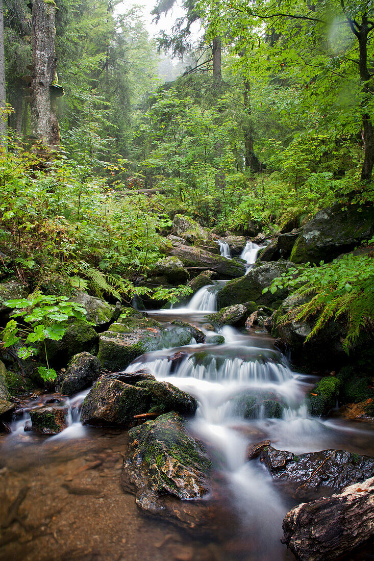 Torrent, nature reserve Hoellbachgspreng, Bavarian Forest National Park, Lower Bavaria, Bavaria, Germany