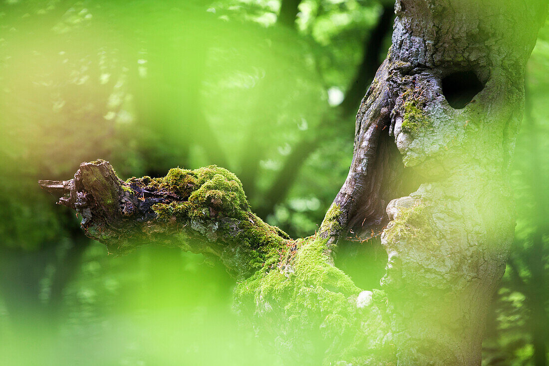 Abgestorbene Buche, Naturschutzgebiet Hutewald Halloh, Nordhessen, Hessen, Deutschland