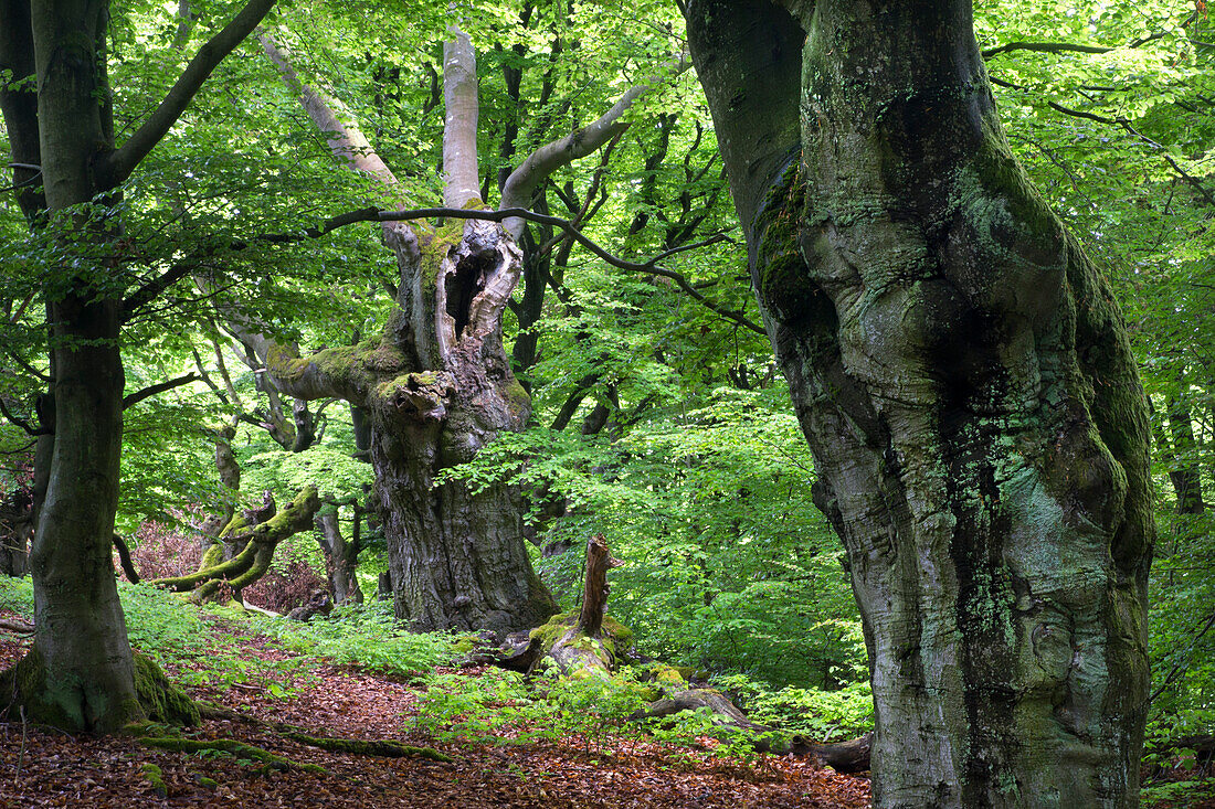 Alter Buchenwald, Naturschutzgebiet Hutewald Halloh, Nordhessen, Hessen, Deutschland