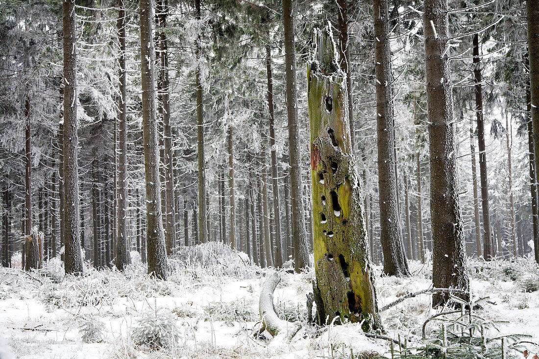 Totholz in Monokultur, Naturpark Meißner - Kaufunger Wald, Nordhessen, Hessen, Deutschland