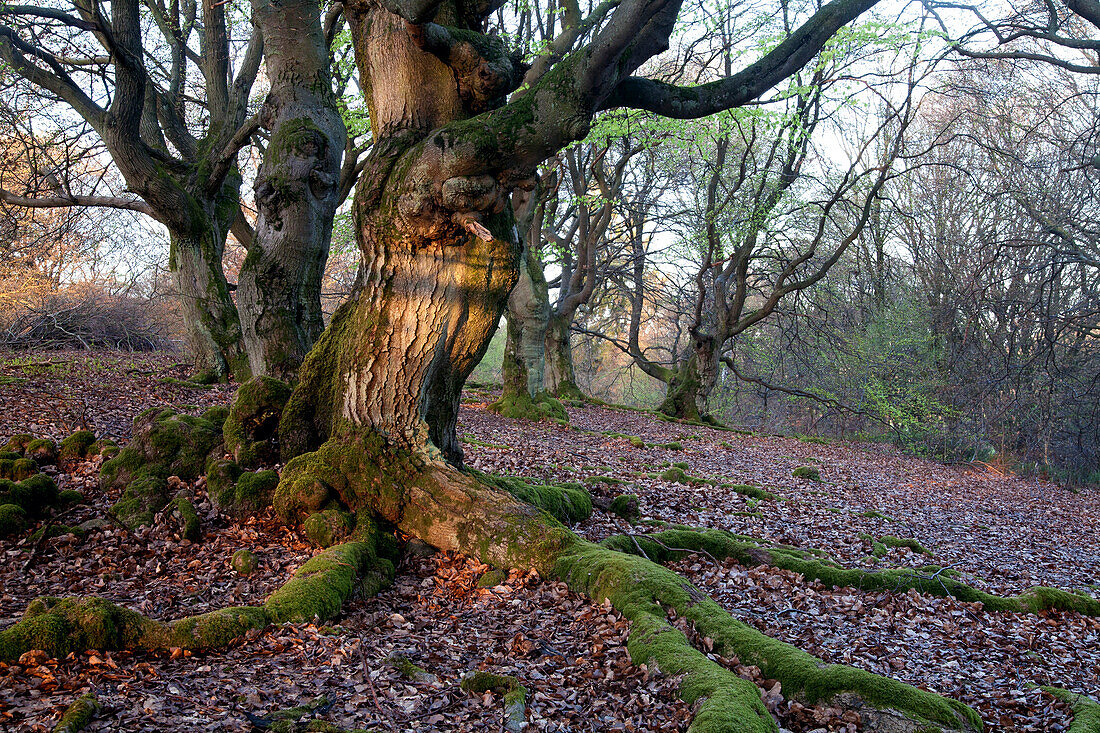 Buche, Naturschutzgebiet Hutewald Halloh, Nordhessen, Hessen, Deutschland