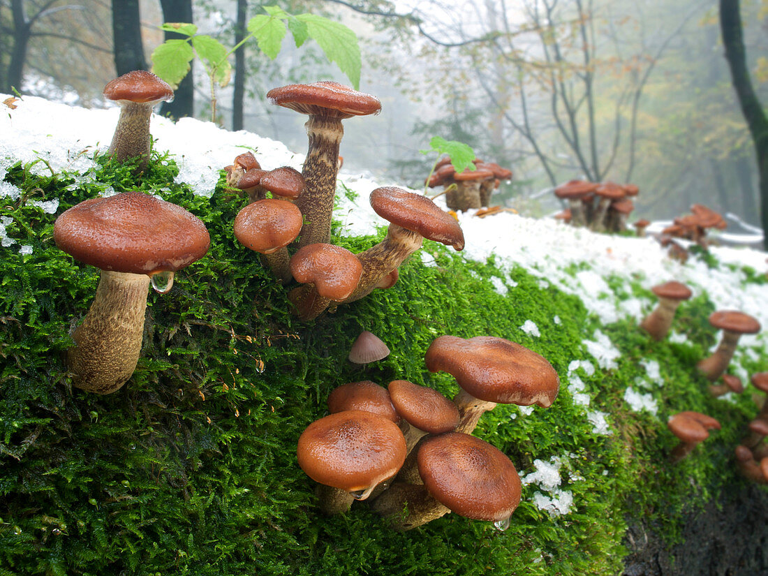 Pilzgruppe des Hallimasch, Schafstein, Biosphärenreservat Rhön, Naturpark Hessische Rhön, Hessen, Deutschland