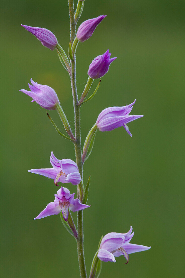 Red Helleborine, Cephalanthera rubra, Hohefeldplate nature reserve, Lower Franconia, Bavaria, Germany