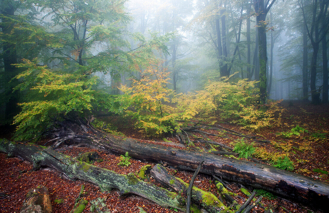 Beech forest, Rohrberg nature reserve, Spessart Nature Park, Lower Franconia, Bavaria, Germany
