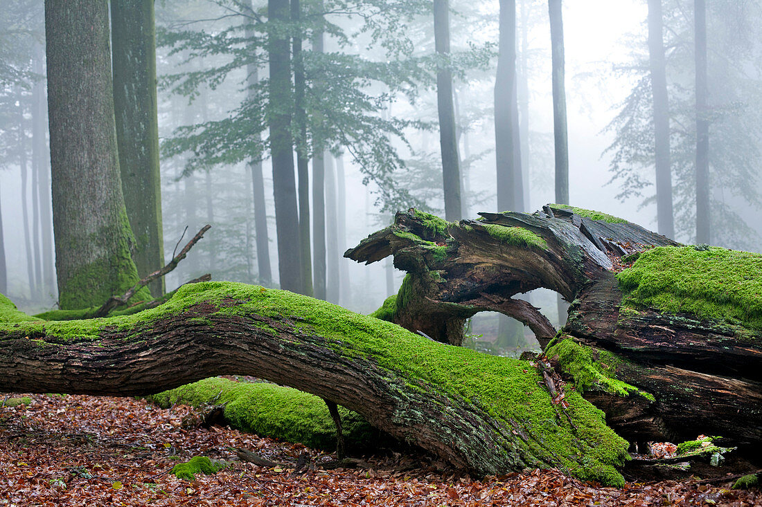 Deadwood, Spessart Nature Park, Lower Franconia, Bavaria, Germany