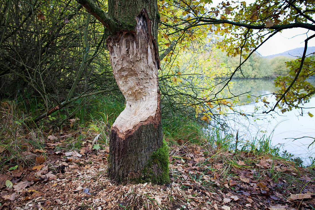 Marks of a beaver, Steigerwald Nature Park, Lower Franconia, Bavaria, Germany