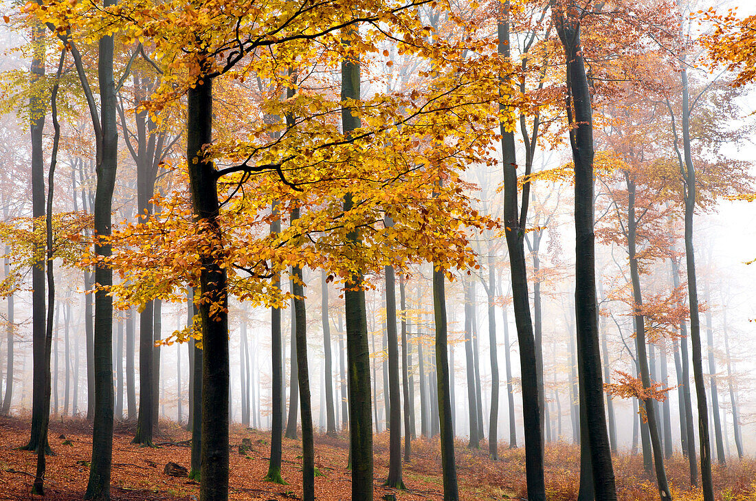 Beech forest in late autumn, Spessart Nature Park, Lower Franconia, Bavaria, Germany