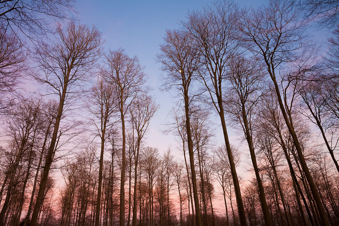 Beech forest, Spessart Nature Park, Lower Franconia, Bavaria, Germany