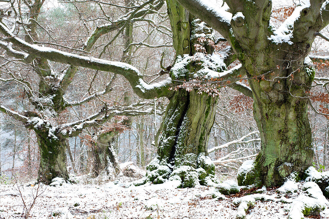 Hutebuchen im Schnee, Naturschutzgebiet Hutewald Halloh, Nordhessen, Hessen, Deutschland
