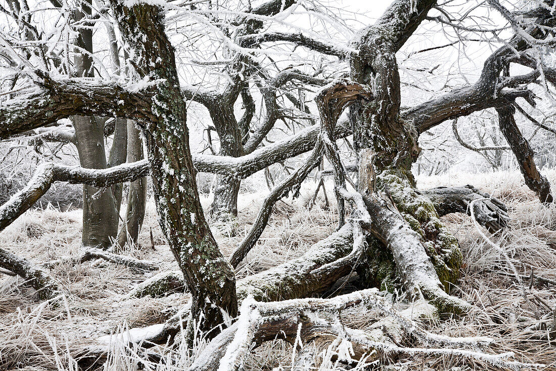 Baumgerippe im Schnee, Naturpark Meißner - Kaufunger Wald, Nordhessen, Hessen, Deutschland