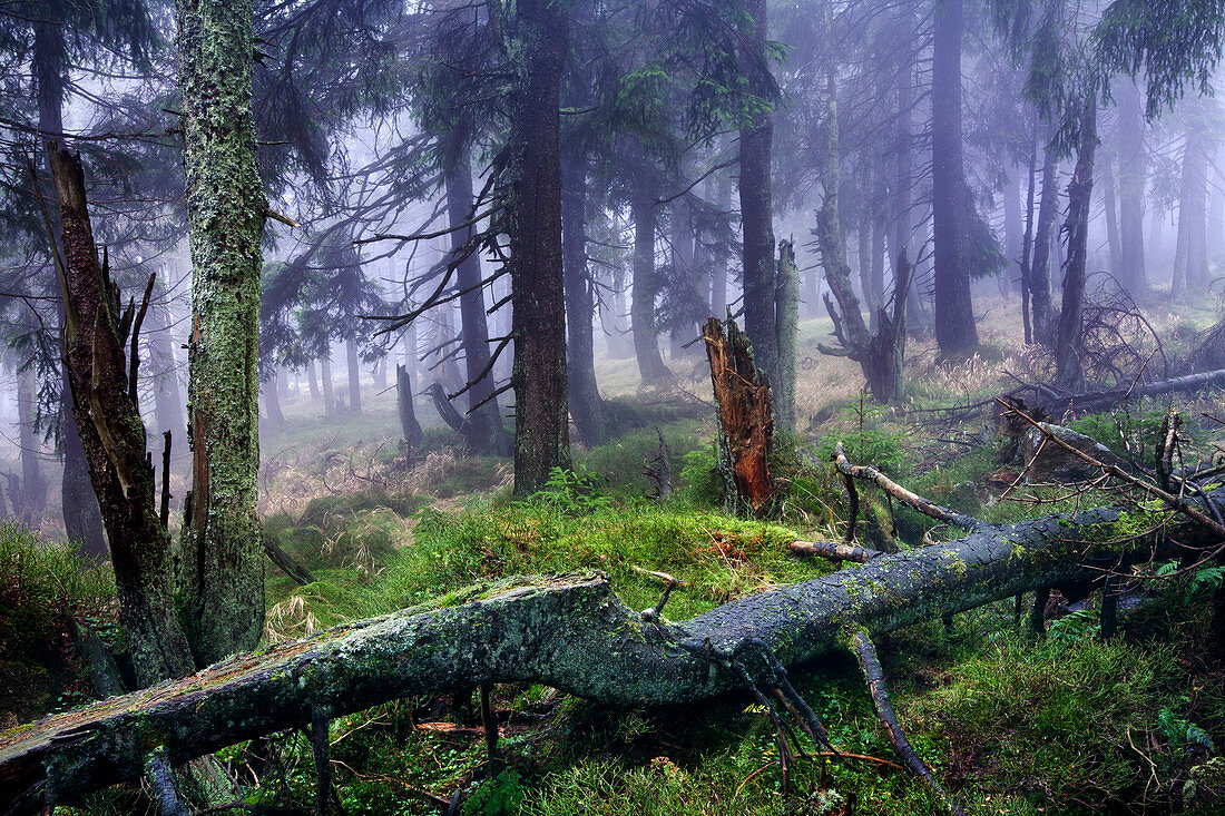 Fichtenwald am Brocken, Nationalpark Harz, Sachsen-Anhalt, Deutschland