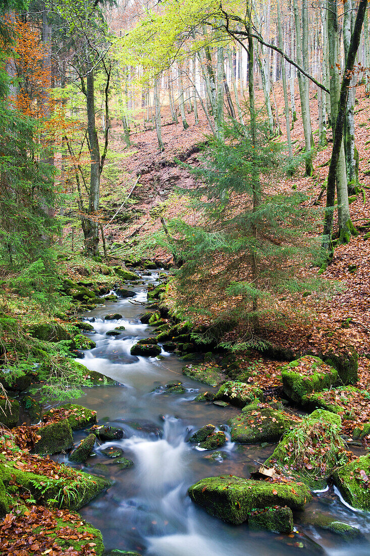 Creek of the Disbach in autumn, Rhoen Biosphere Reserve, Bavarian Rhoen Nature Park, Bavaria, Germany