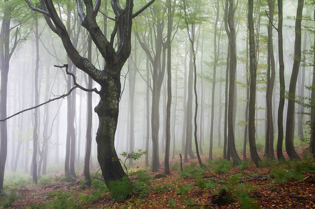 Beech forest, Rhoen Biosphere Reserve, Bavarian Rhoen Nature Park, Bavaria, Germany