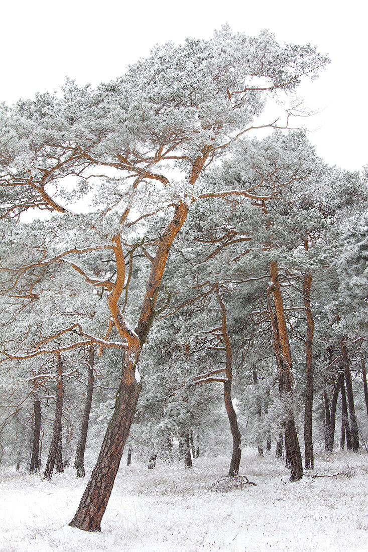 Pine forest covered in frost, Hohefeldplate nature reserve, Unterfranken, Lower Franconia, Bavaria, Germany