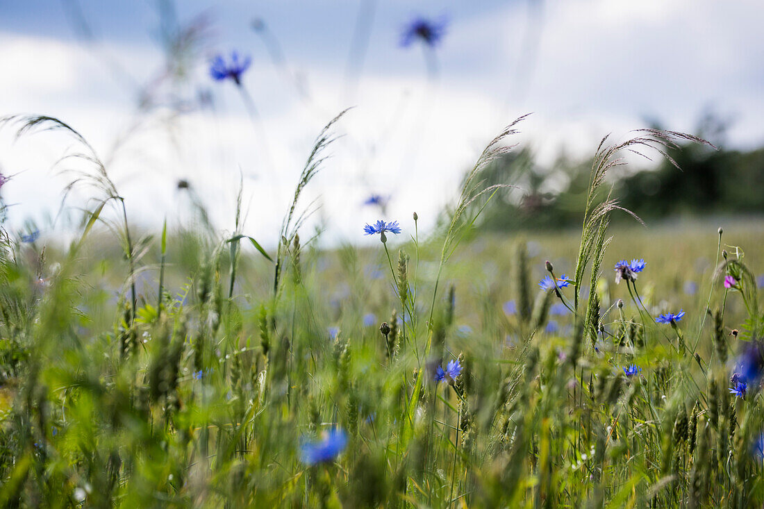Blue corn flowers in summer field, Mespelbrunn Hessenthal, Raeuberland, Spessart-Mainland, Bavaria, Germany