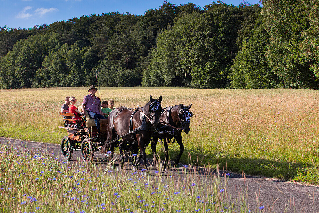 Horse carriage ride along path through fields, Mespelbrunn Hessenthal, Raeuberland, Spessart-Mainland, Bavaria, Germany