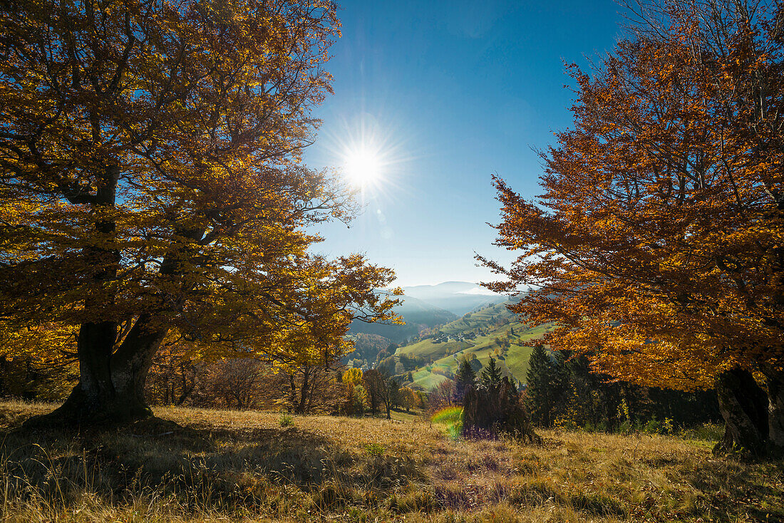 Herbstlich gefärbte Buche (Fagus sylvatica), bei Wieden, Schwarzwald, Baden-Württemberg, Deutschland