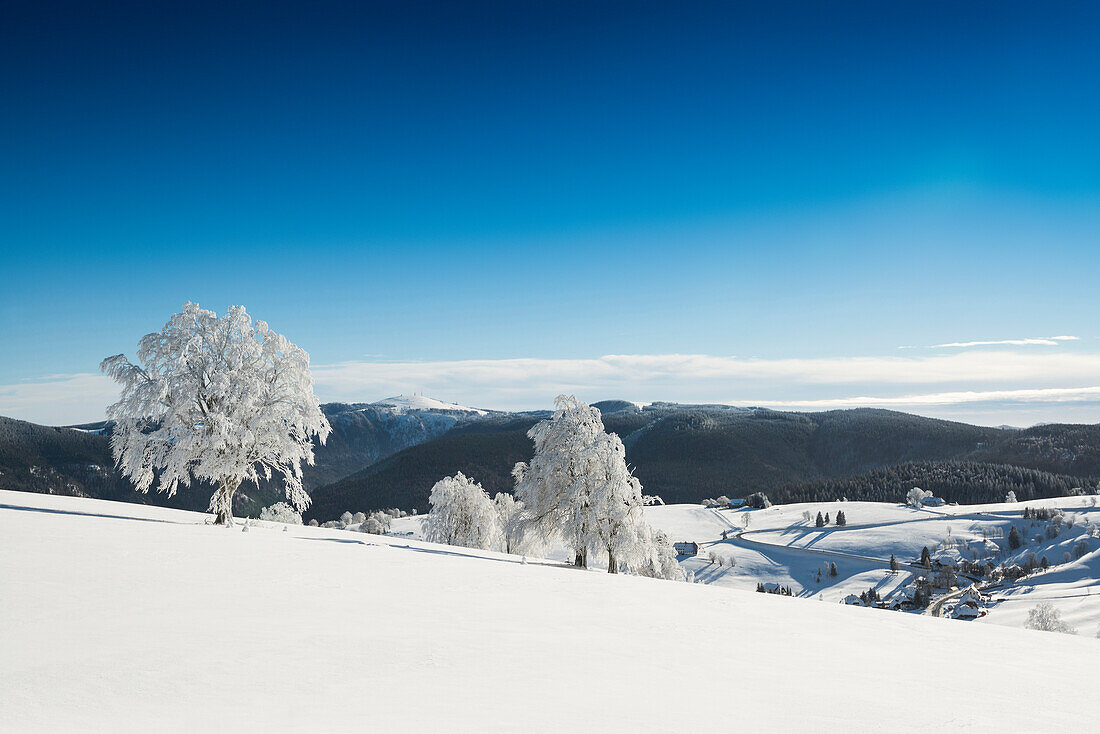 Snowy beech tree (Fagus), Schauinsland, Freiburg im Breisgau, Black Forest, Baden-Wuerttemberg, Germany