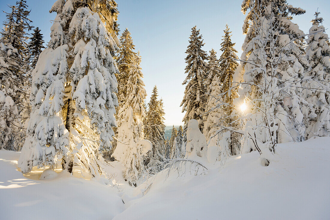 Sonne scheint durch schneebedeckte Tannen, Feldberg, Schwarzwald, Baden-Württemberg, Deutschland