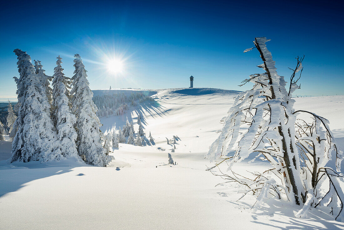Snowy pine trees on Mount Seebuck, sunrise, Feldberg, Black Forest, Baden-Wuerttemberg, Germany
