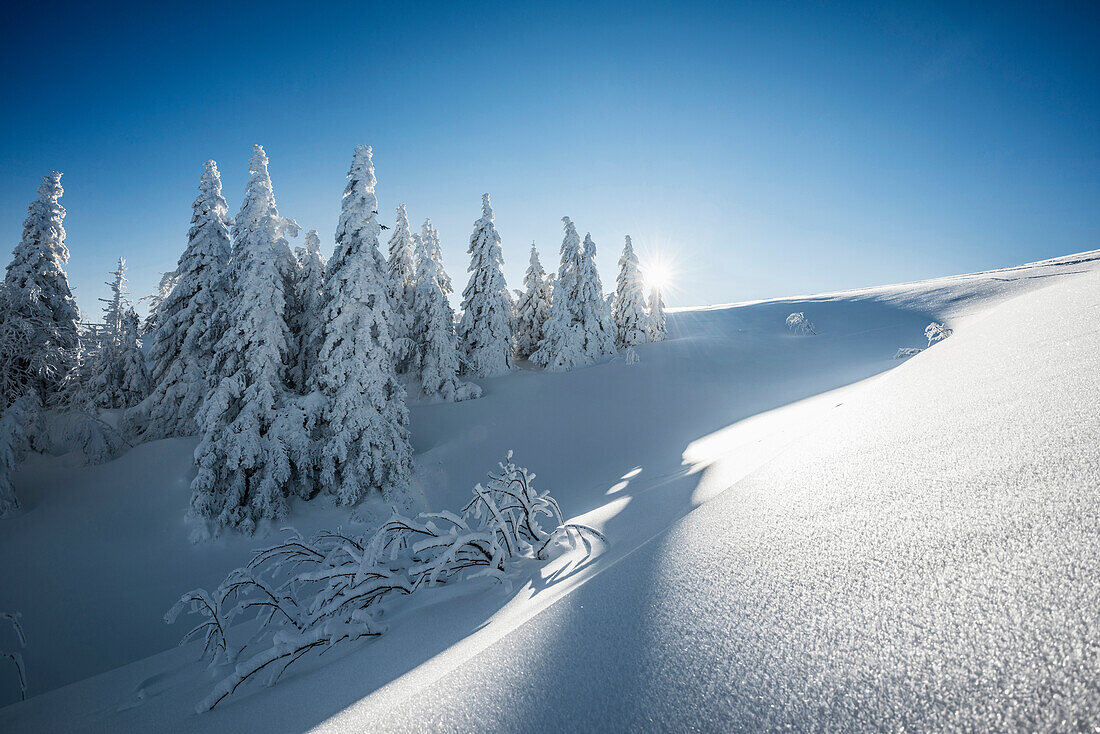 Snowy pine trees on Mount Seebuck, sunrise, Feldberg, Black Forest, Baden-Wuerttemberg, Germany