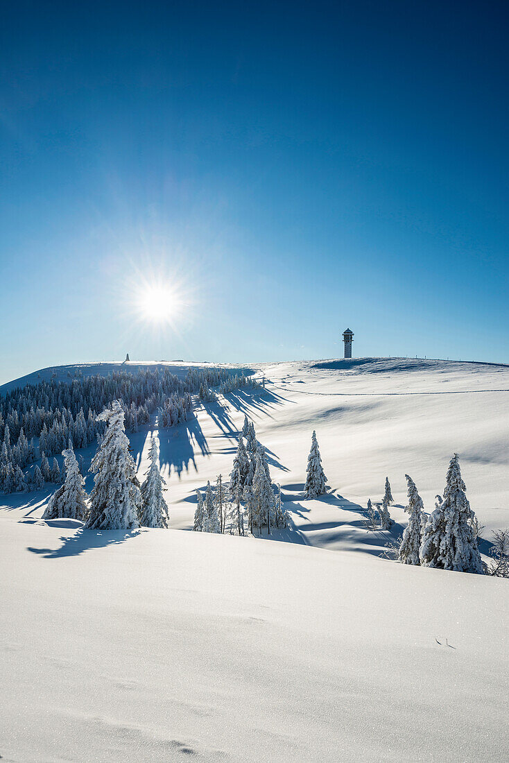 Snowy pine trees on Mount Seebuck, sunrise, Feldberg, Black Forest, Baden-Wuerttemberg, Germany