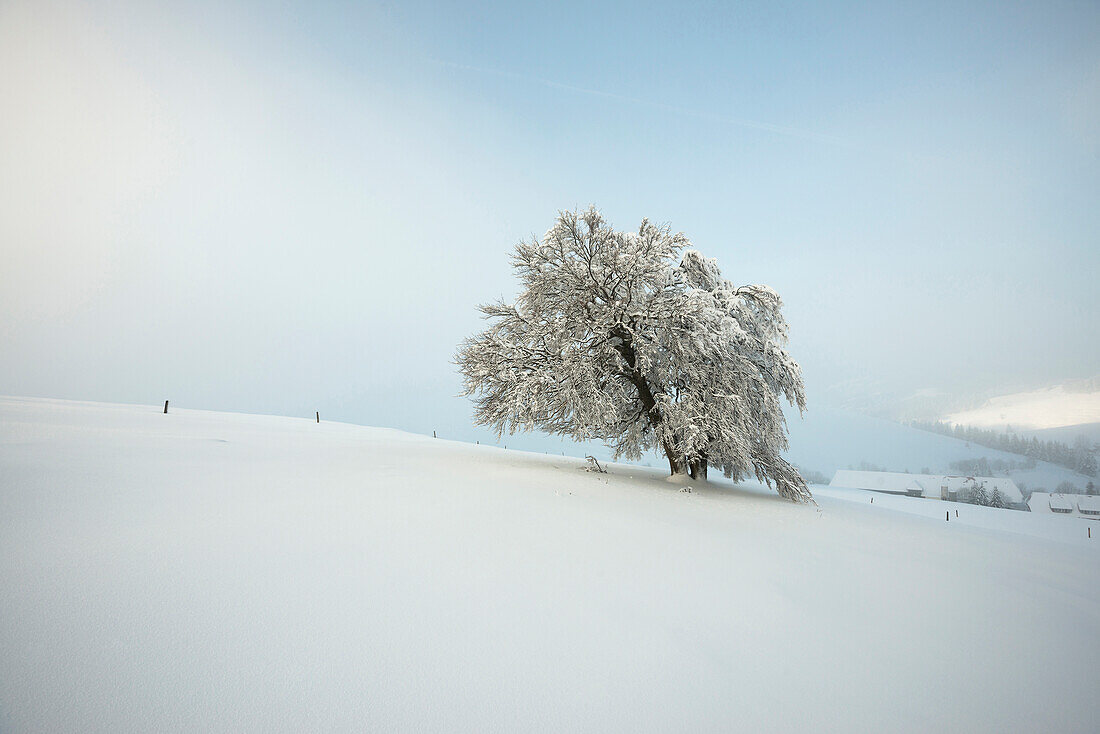 Schneebedeckte Buche (Fagus), Schauinsland, Freiburg im Breisgau, Schwarzwald, Baden-Württemberg, Deutschland