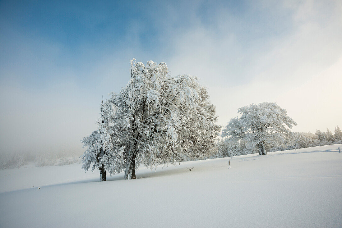 Schneebedeckte Buche (Fagus), Schauinsland, Freiburg im Breisgau, Schwarzwald, Baden-Württemberg, Deutschland