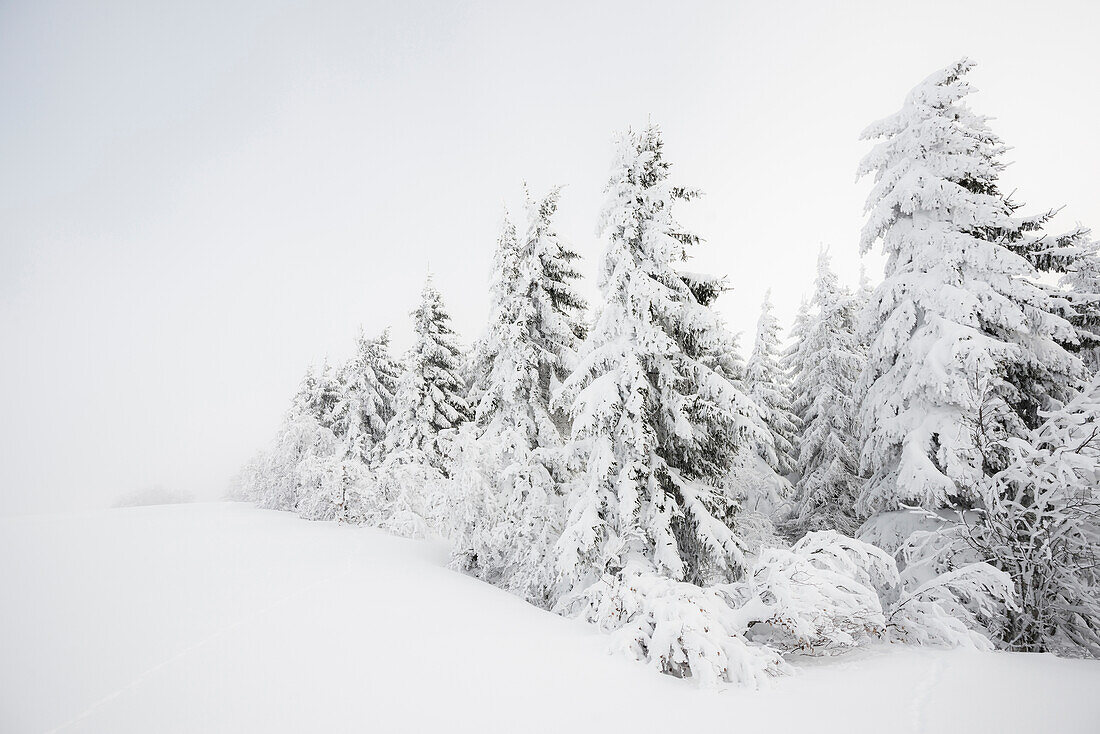 Schneebedeckte Fichten, Schauinsland, Freiburg im Breisgau, Schwarzwald, Baden-Württemberg, Deutschland