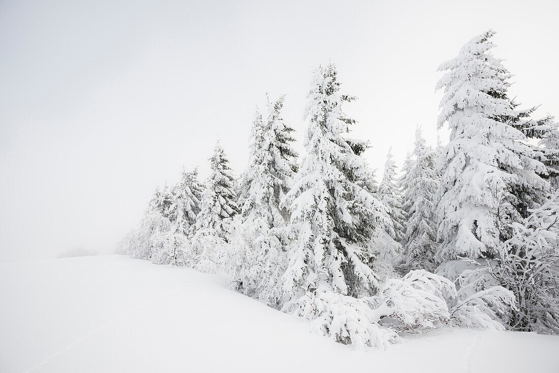 Snowy fir trees, Schauinsland, Freiburg im Breisgau, Black Forest, Baden-Wuerttemberg, Germany