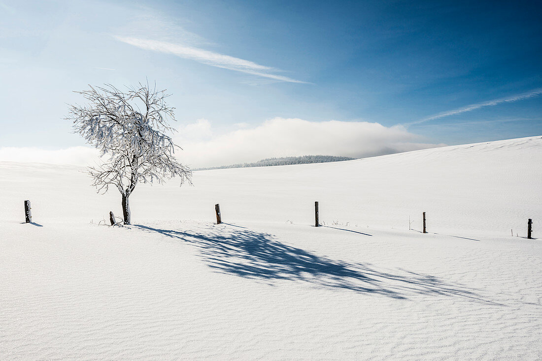 Schneeverwehungen, Schauinsland, Freiburg im Breisgau, Schwarzwald, Baden-Württemberg, Deutschland