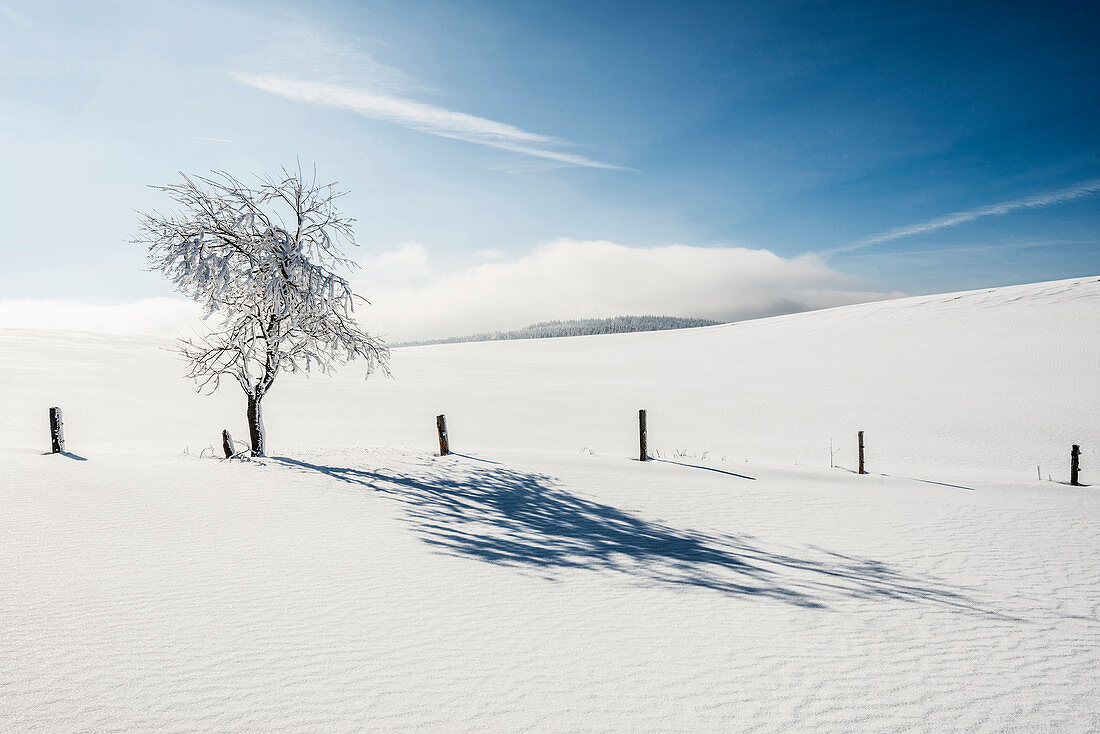 snowdrift, Schauinsland, Freiburg im Breisgau, Black Forest, Baden-Wuerttemberg, Germany