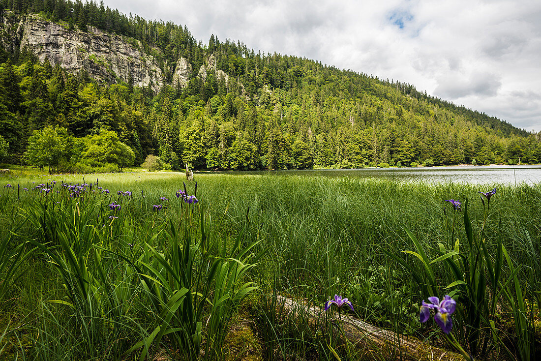 Sibirische Schwertlilie ( Iris sibirica ), Feldsee, Feldberg, Schwarzwald, Baden-Württemberg, Deutschland